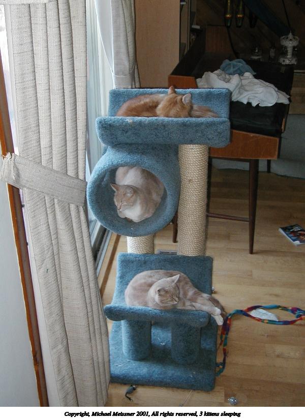 3 kittens sleeping #3