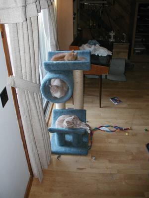 3 kittens sleeping #2