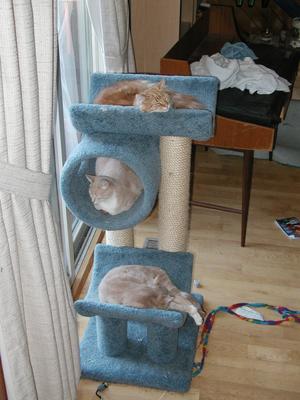 3 kittens sleeping #4