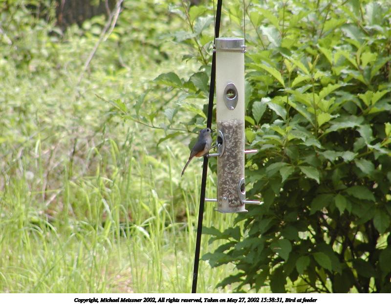 Bird at feeder #5
