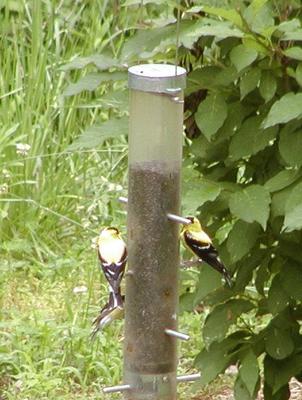 Birds at feeder #2
