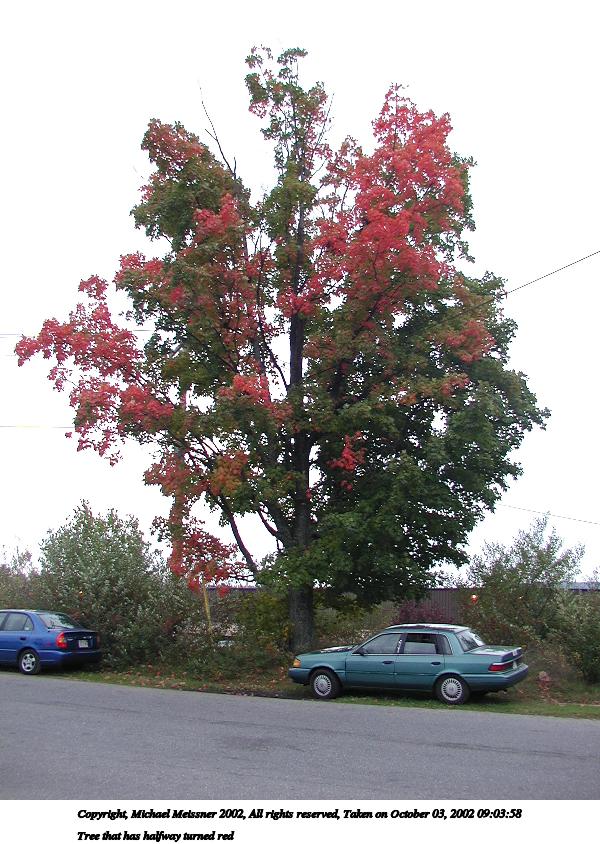 Tree that has halfway turned red