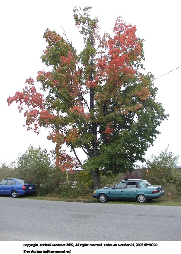 Tree that has halfway turned red #2