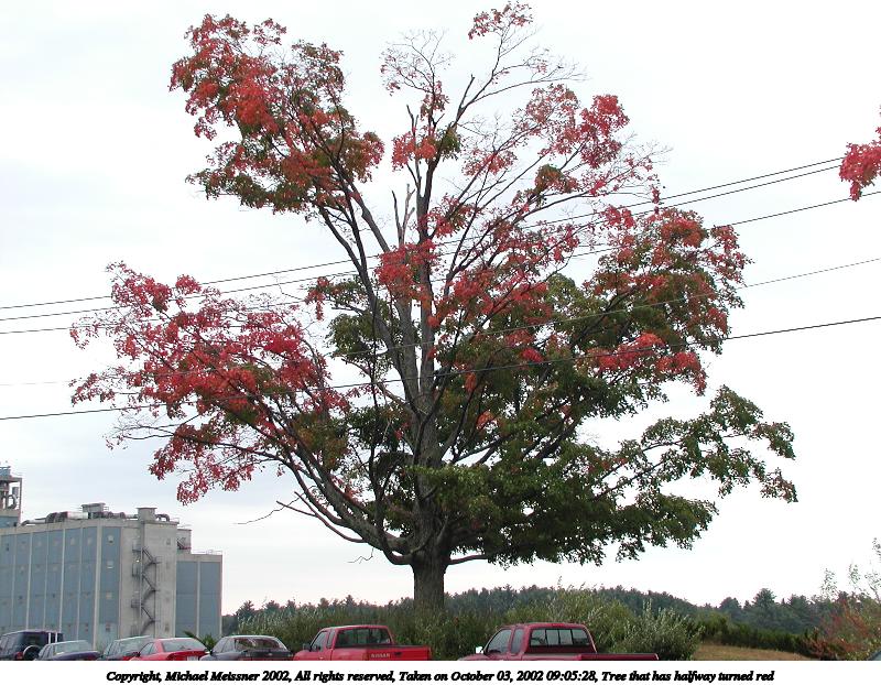 Tree that has halfway turned red #4