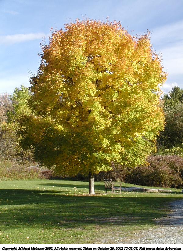 Fall tree at Acton Arboretum