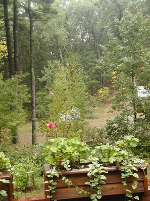Our backyard in a drizzle