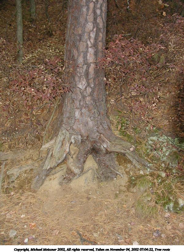 Tree roots #2