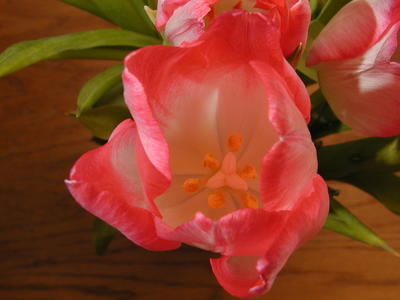 Tulips #7