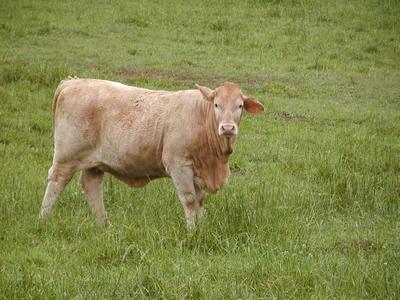 Cow at Serenbe