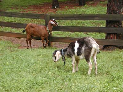 Goats at Serenbe #2