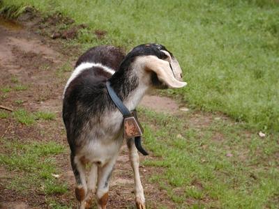 Goat at Serenbe