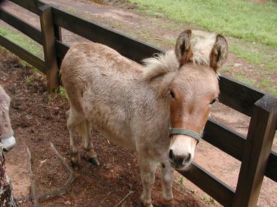Donkey at Serenbe