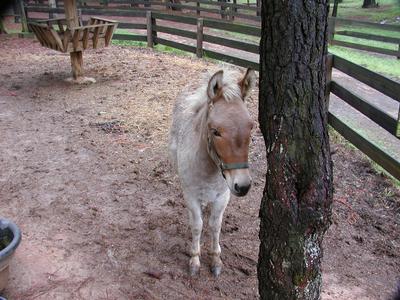Donkey at Serenbe #2