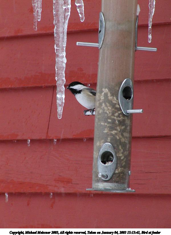 Bird at feeder #8