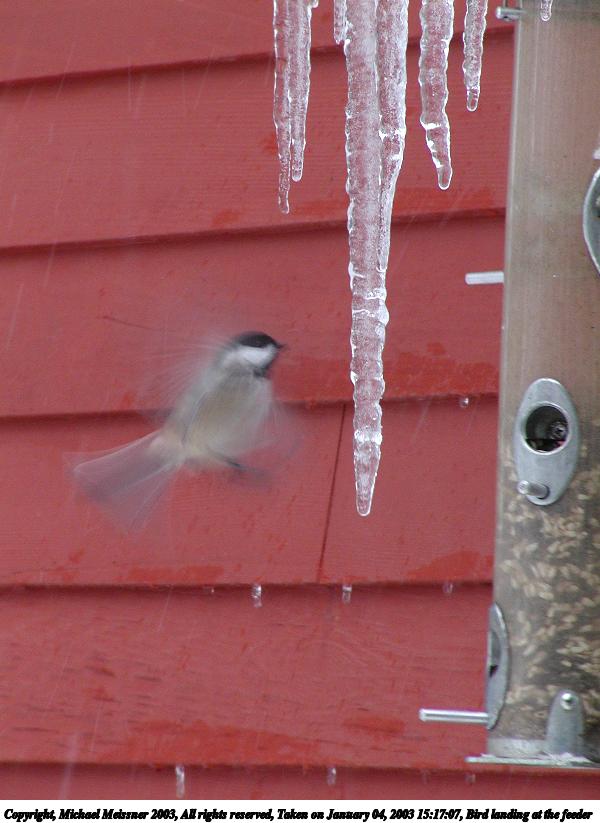 Bird landing at the feeder