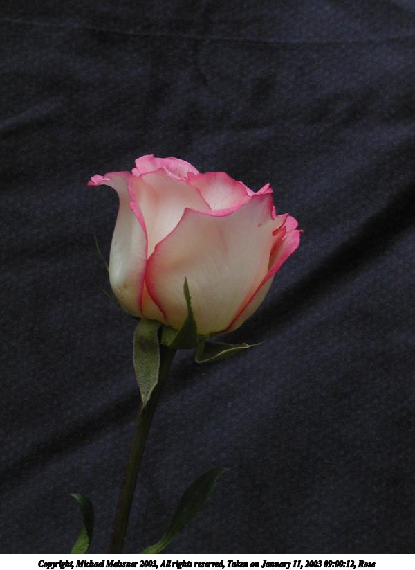 Rose #3