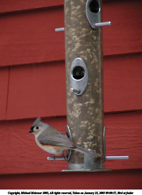 Bird at feeder #11