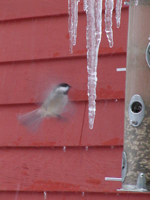 Bird landing at the feeder