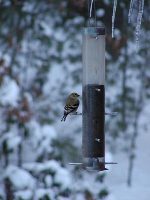Bird at feeder #10