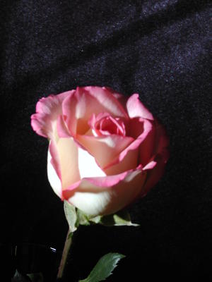 Rose #5