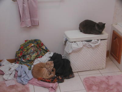 Bathroom cats