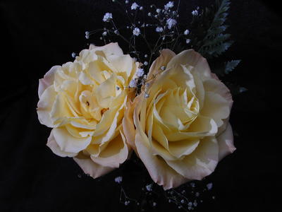 Yellow roses #2