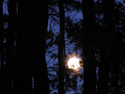Moon through the trees #2