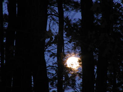 Moon through the trees #3