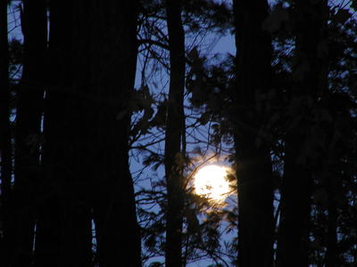 Moon through the trees #4