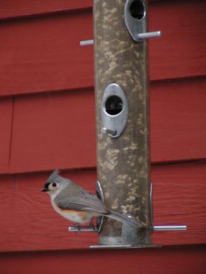 Bird at feeder #11