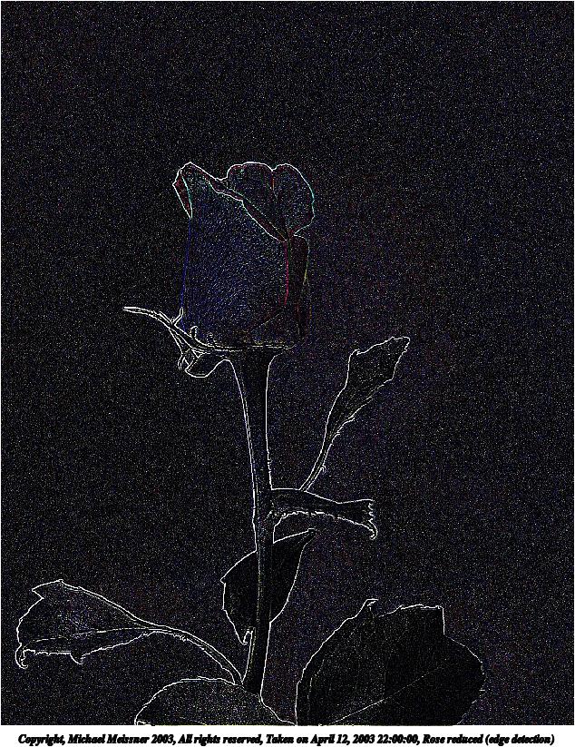 Rose reduced (edge detection)