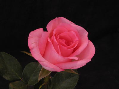 Pink rose #2