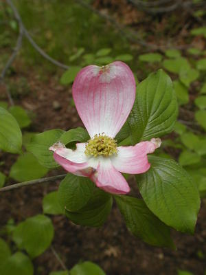 Dogwood flower #5