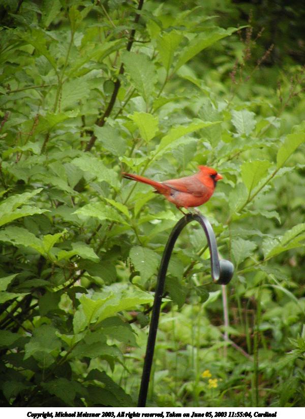 Cardinal #3