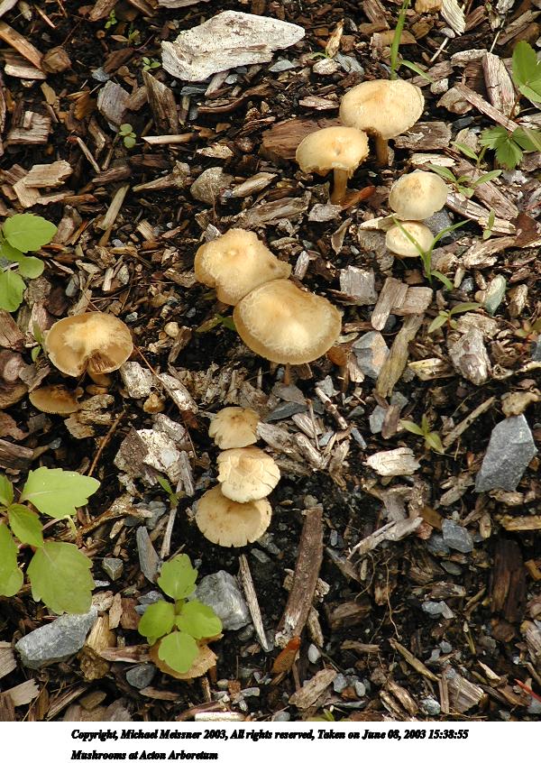 Mushrooms at Acton Arboretum