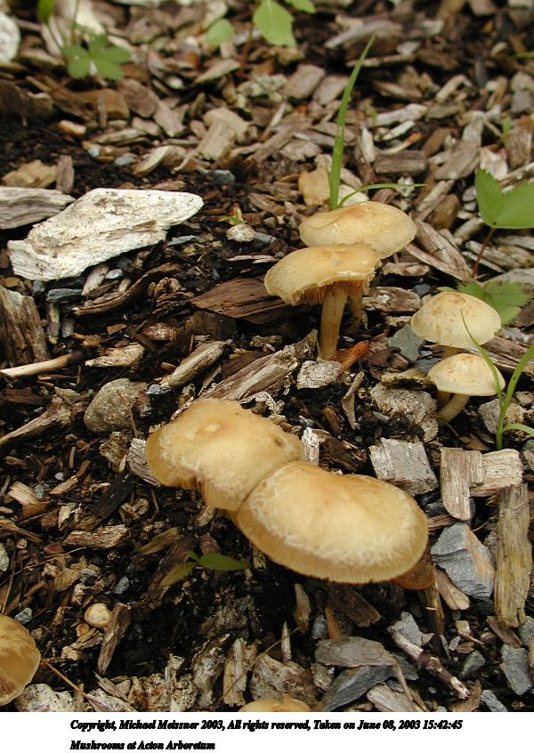 Mushrooms at Acton Arboretum #2
