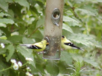 Finches at the feeder