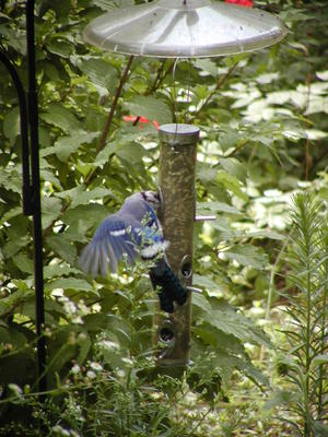 Blue Jay at feeder #2