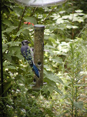 Blue Jay at feeder #3