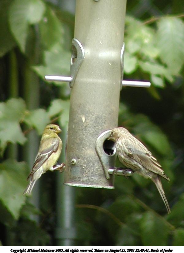 Birds at feeder #2