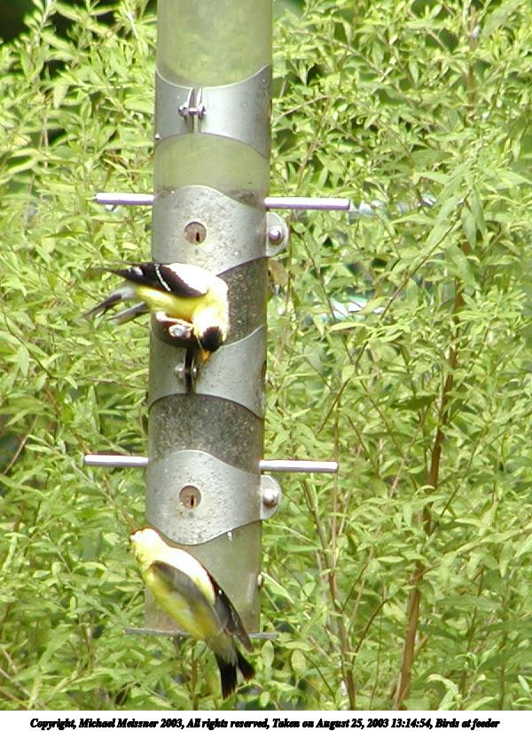 Birds at feeder #5