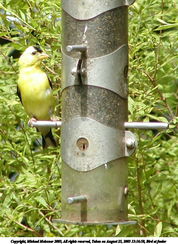 Bird at feeder #3
