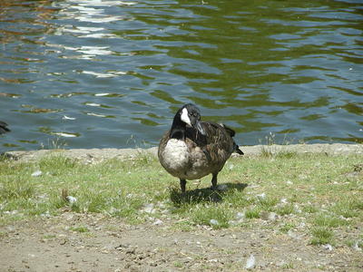 Goose #4