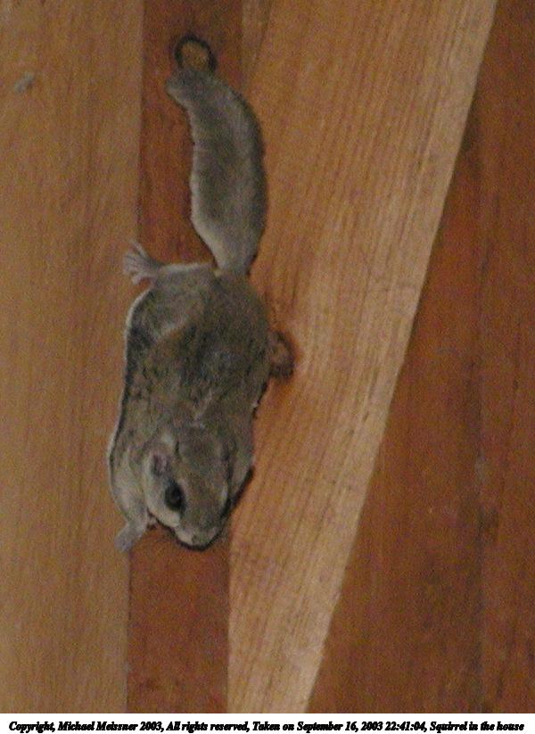 Squirrel in the house #3
