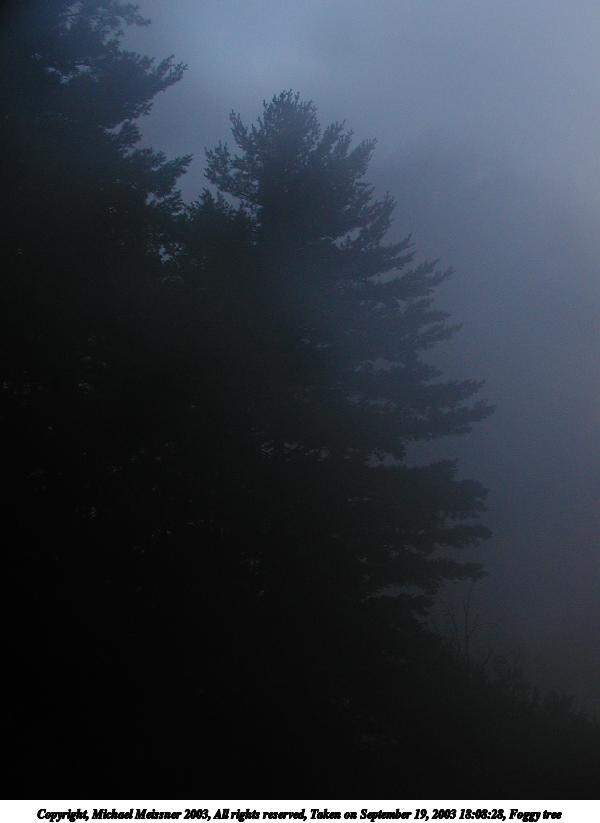 Foggy tree