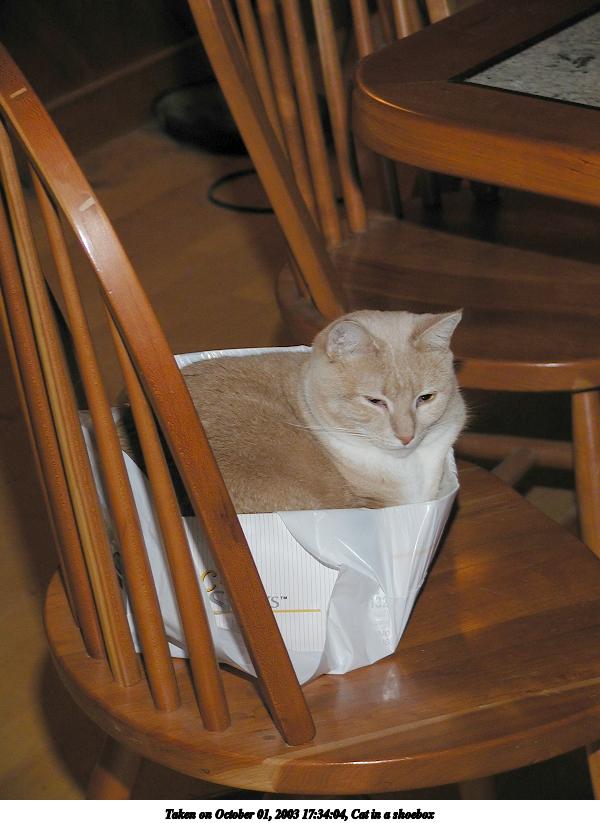 Cat in a shoebox