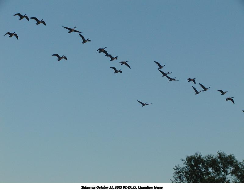 Canadian Geese #3