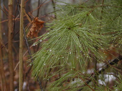 Pine tree in the rain #2