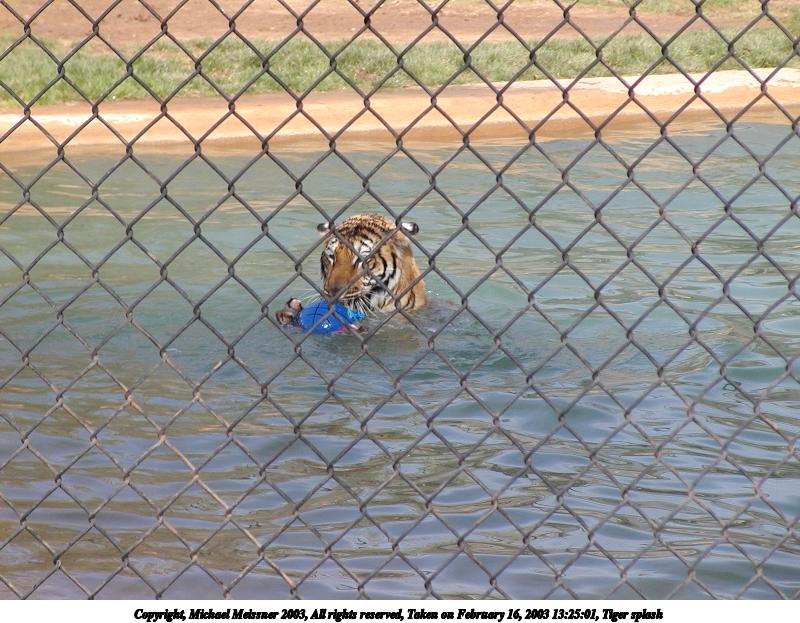 Tiger splash #12