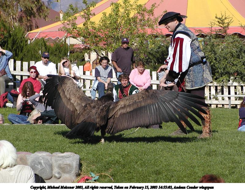 Andean Condor wingspan